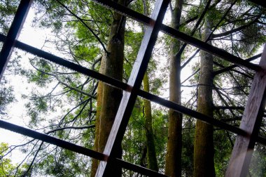 Yoğun bir ormandaki ağaç ev ziyaretçilere ormanı gösteriyor.