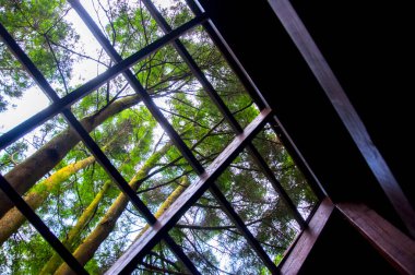 Yoğun bir ormandaki ağaç ev ziyaretçilere ormanı gösteriyor.