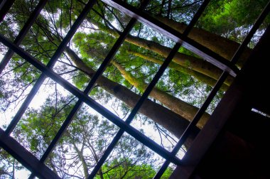 Yoğun bir ormandaki ağaç ev ziyaretçilere ormanı gösteriyor.