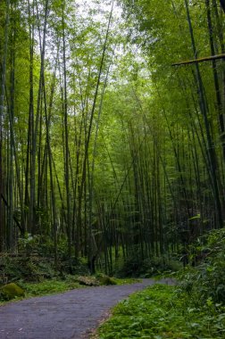 Ulusal ormanda taze ve yeşil bambu ormanı