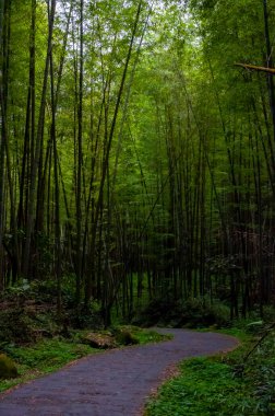 Ulusal ormanda taze ve yeşil bambu ormanı