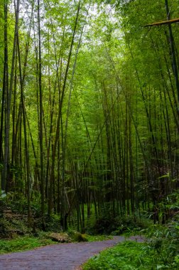 Ulusal ormanda taze ve yeşil bambu ormanı
