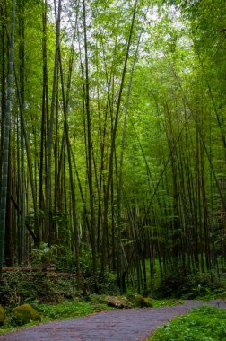 Ulusal ormanda taze ve yeşil bambu ormanı