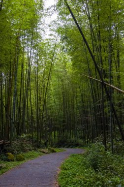 Ulusal ormanda taze ve yeşil bambu ormanı