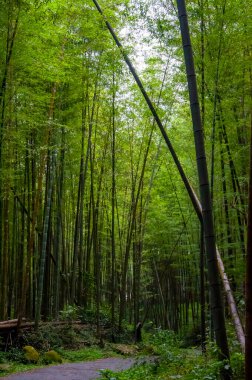 Ulusal ormanda taze ve yeşil bambu ormanı