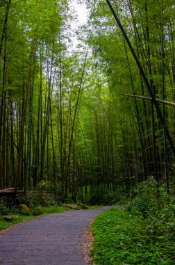 Ulusal ormanda taze ve yeşil bambu ormanı