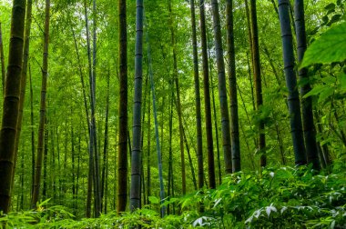Ulusal ormanda taze ve yeşil bambu ormanı