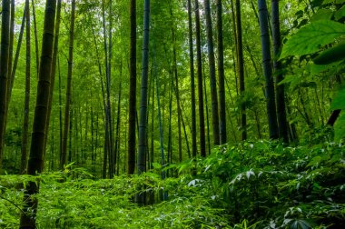 Ulusal ormanda taze ve yeşil bambu ormanı