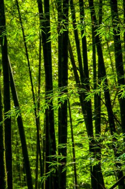 Ulusal ormanda taze ve yeşil bambu ormanı