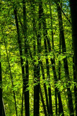 Ulusal ormanda taze ve yeşil bambu ormanı
