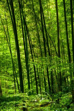 Ulusal ormanda taze ve yeşil bambu ormanı