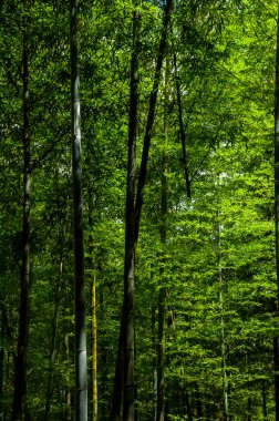 Ulusal ormanda taze ve yeşil bambu ormanı