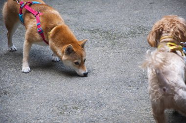 İki köpek Akita ve Fino yolda karşılaşmışlar. Birbirlerine bakıyorlar.
