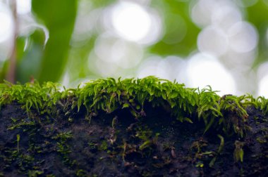 Ormanda zümrüt yeşili eğreltiotu, yeşil bryophyte