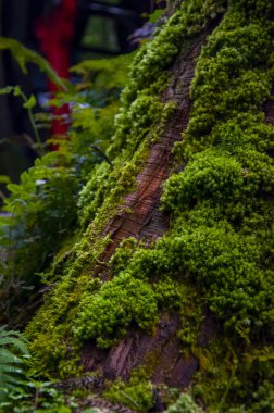 Ormanda zümrüt yeşili eğreltiotu, yeşil bryophyte