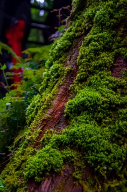 Ormanda zümrüt yeşili eğreltiotu, yeşil bryophyte