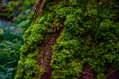 Ormanda zümrüt yeşili eğreltiotu, yeşil bryophyte