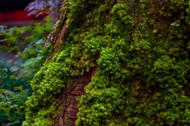 Ormanda zümrüt yeşili eğreltiotu, yeşil bryophyte