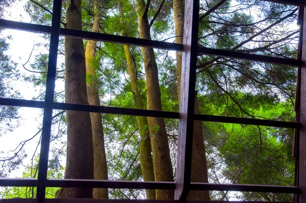 Yoğun bir ormandaki ağaç ev ziyaretçilere ormanı gösteriyor.