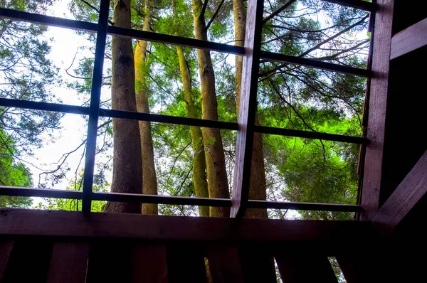 Yoğun bir ormandaki ağaç ev ziyaretçilere ormanı gösteriyor.