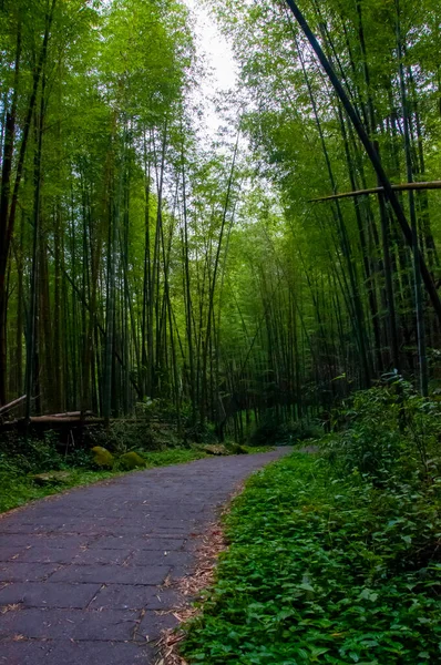 Friss Zöld Bambuszerdő Nemzeti Erdőben — Stock Fotó