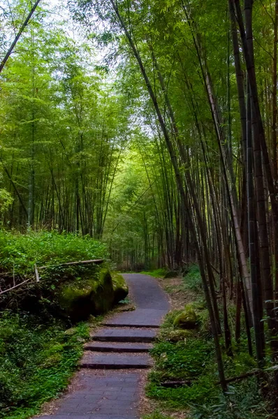 Forêt Bambous Frais Verts Dans Forêt Nationale — Photo