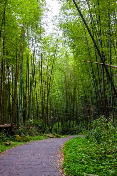 Ulusal ormanda taze ve yeşil bambu ormanı