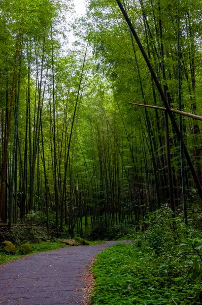 Forêt Bambous Frais Verts Dans Forêt Nationale — Photo