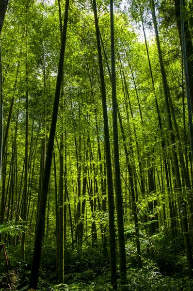 Forêt Bambous Frais Verts Dans Forêt Nationale — Photo