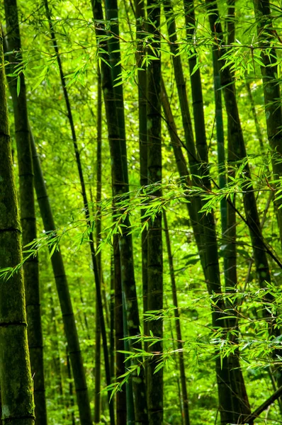 Čerstvý Zelený Bambusový Les Národním Lese — Stock fotografie