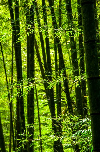 Čerstvý Zelený Bambusový Les Národním Lese — Stock fotografie
