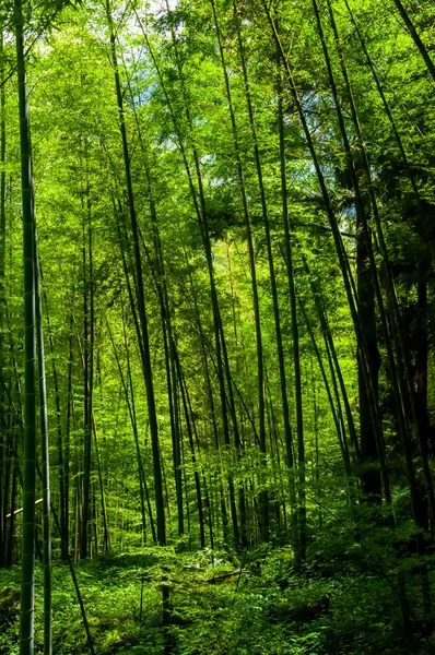 Свежий Зеленый Бамбуковый Лес Национальном Лесу — стоковое фото