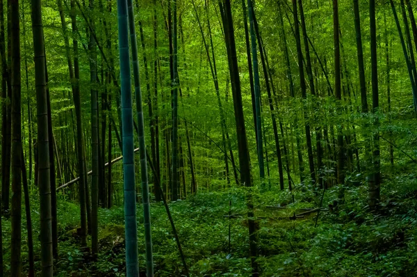 Forêt Bambous Frais Verts Dans Forêt Nationale — Photo