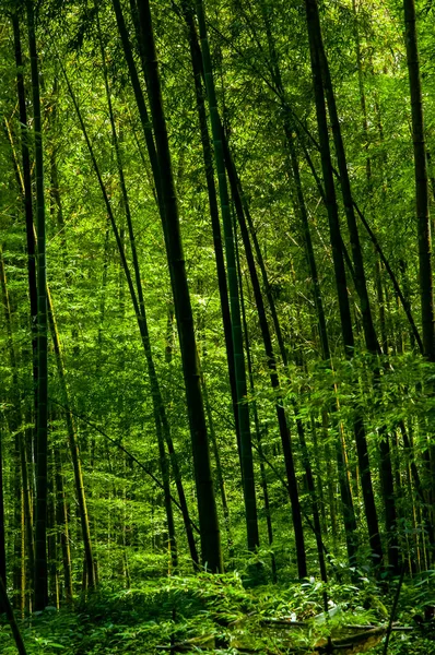 Čerstvý Zelený Bambusový Les Národním Lese — Stock fotografie