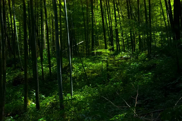 Vers Groen Bamboebos Het Nationale Bos — Stockfoto