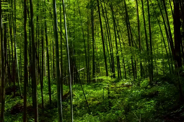 Świeże Zielone Bambusowe Lasy Lesie Narodowym — Zdjęcie stockowe