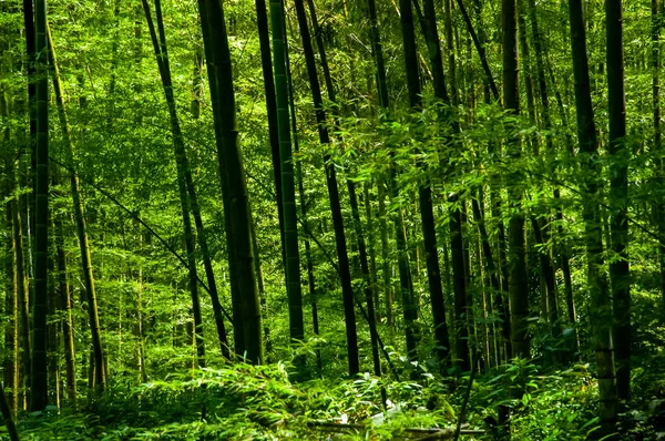 Čerstvý Zelený Bambusový Les Národním Lese — Stock fotografie