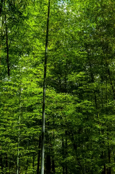 Foresta Bambù Fresca Verde Nella Foresta Nazionale — Foto Stock