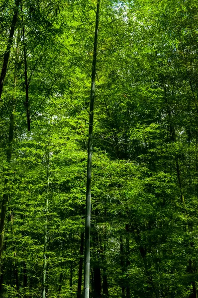 国有林内の新緑の竹林 — ストック写真