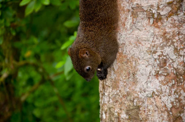 Ardilla Salvaje Luchando Por Comida Tronco Árbol — Foto de Stock