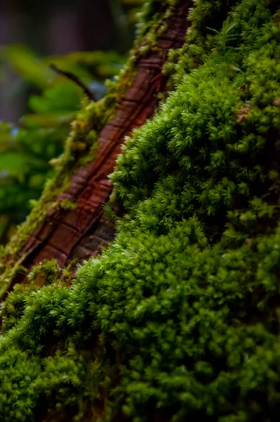 Szmaragdowa Paproć Lesie Zielony Bryofit — Zdjęcie stockowe