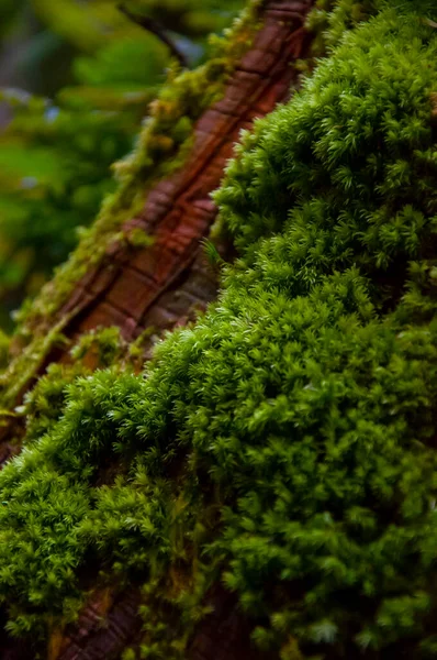 Közelkép Smaragd Zöld Páfrány Erdőben Zöld Bryophyte — Stock Fotó