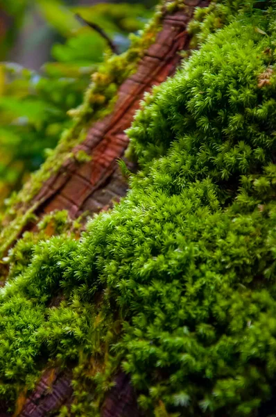 Gros Plan Fougère Verte Émeraude Forêt Bryophyte Vert — Photo