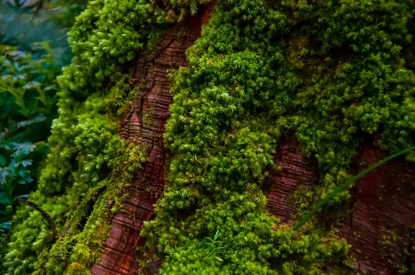 Крупный План Изумрудно Зеленый Папоротник Лесу Зеленый Бриофит — стоковое фото