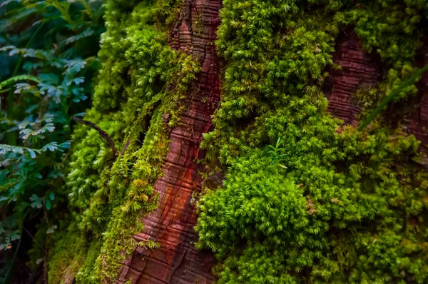 森林中的特写翡翠绿色蕨类 绿色苔藓 — 图库照片