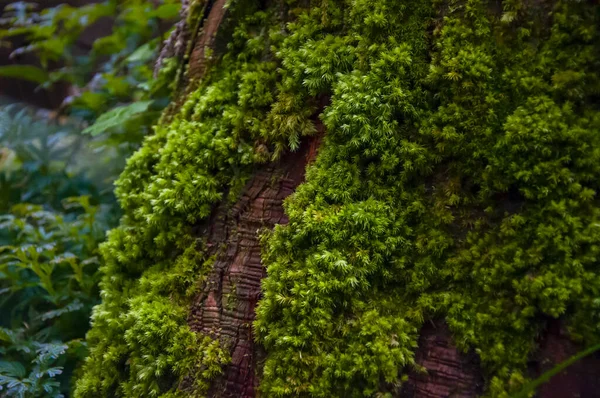 Ormanda zümrüt yeşili eğreltiotu, yeşil bryophyte