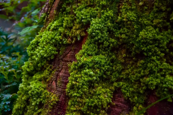 Ormanda zümrüt yeşili eğreltiotu, yeşil bryophyte
