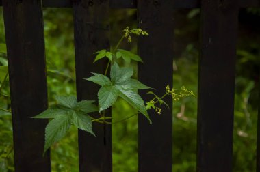 Orman kır çiçekleriyle dolu, sabah zaferi