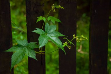 Orman kır çiçekleriyle dolu, sabah zaferi