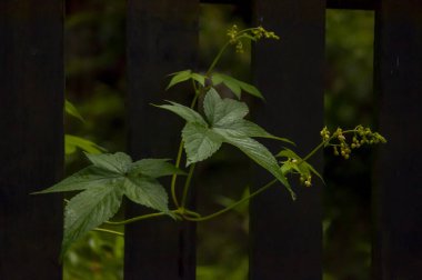 Orman kır çiçekleriyle dolu, sabah zaferi